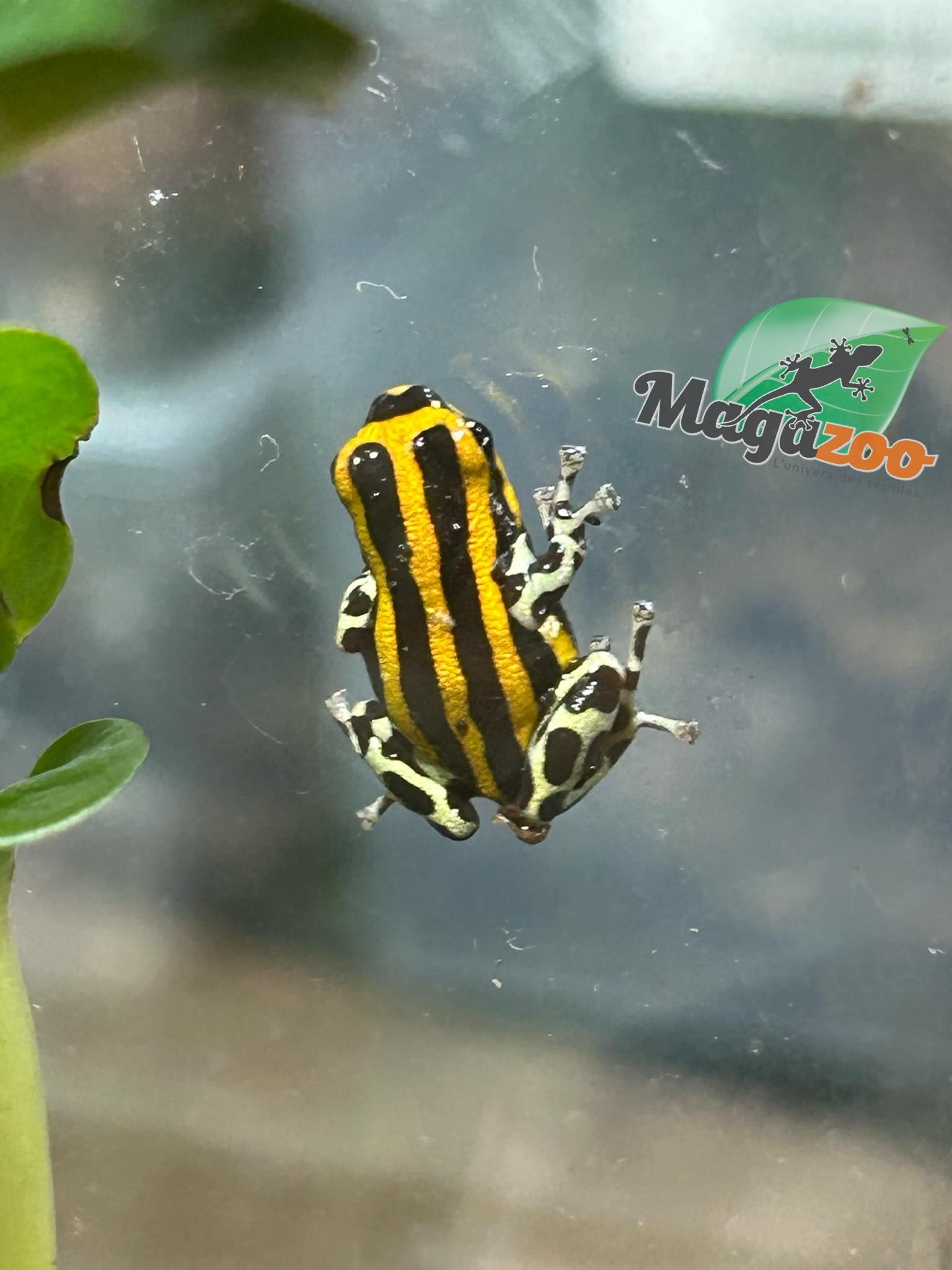 Magazoo Amazonia poison frog Ranitomeya sirensis ''Rio Pachitea''