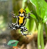 Magazoo Amazonia poison frog Ranitomeya sirensis ''Rio Pachitea''