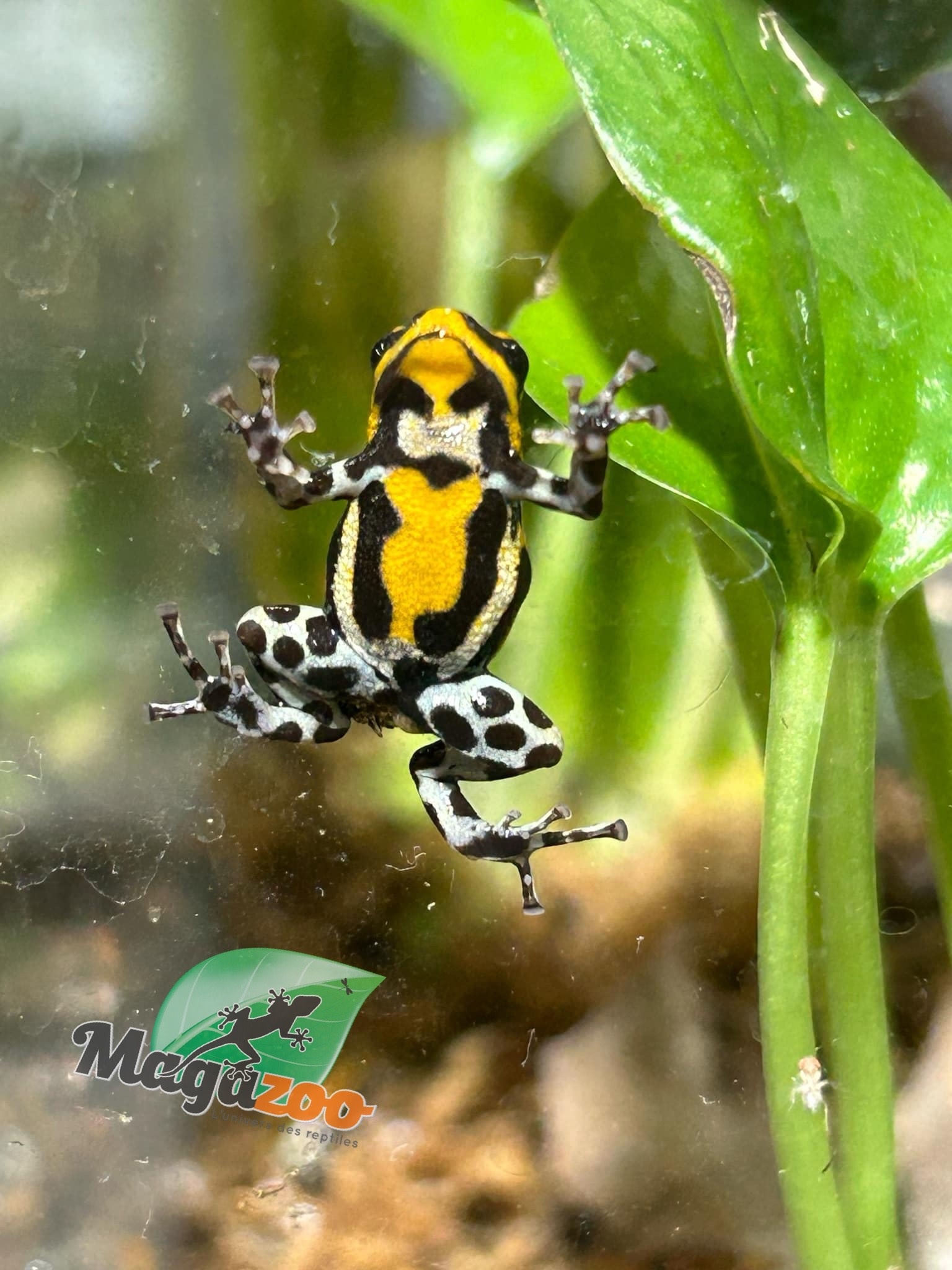 Magazoo Amazonia poison frog Ranitomeya sirensis ''Rio Pachitea''