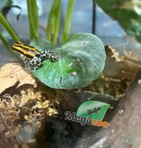 Magazoo Amazonia poison frog Ranitomeya sirensis ''Rio Pachitea''