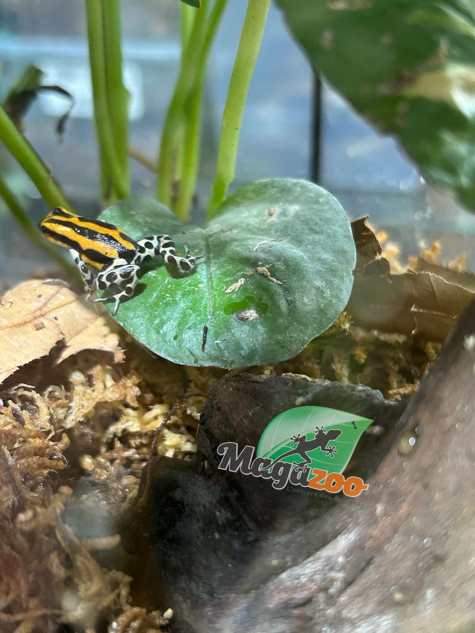 Magazoo Amazonia poison frog Ranitomeya sirensis ''Rio Pachitea''