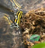 Magazoo Amazonia poison frog Ranitomeya sirensis ''Rio Pachitea''