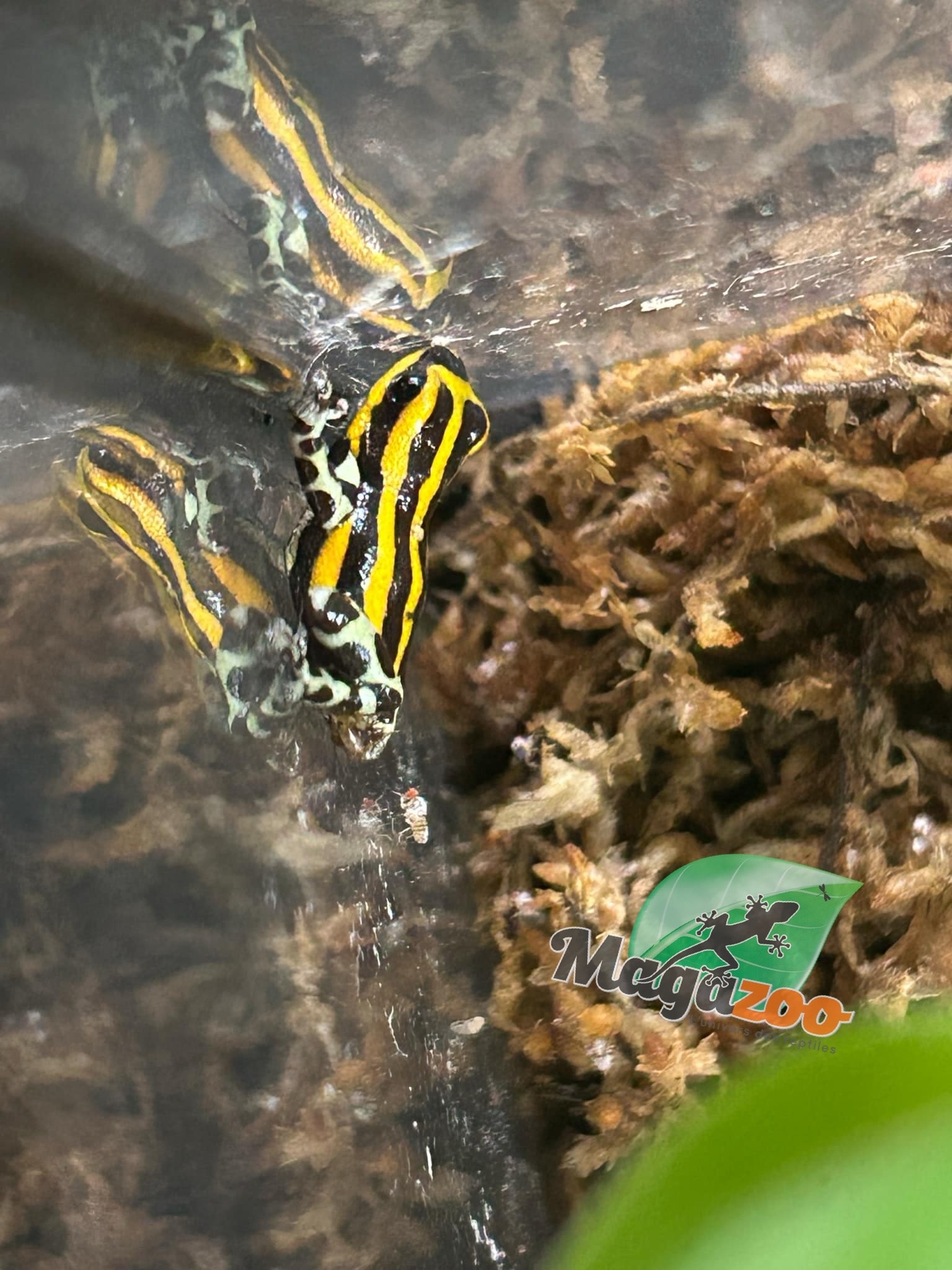 Magazoo Amazonia poison frog Ranitomeya sirensis ''Rio Pachitea''