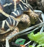 Magazoo Baby India star tortoise
