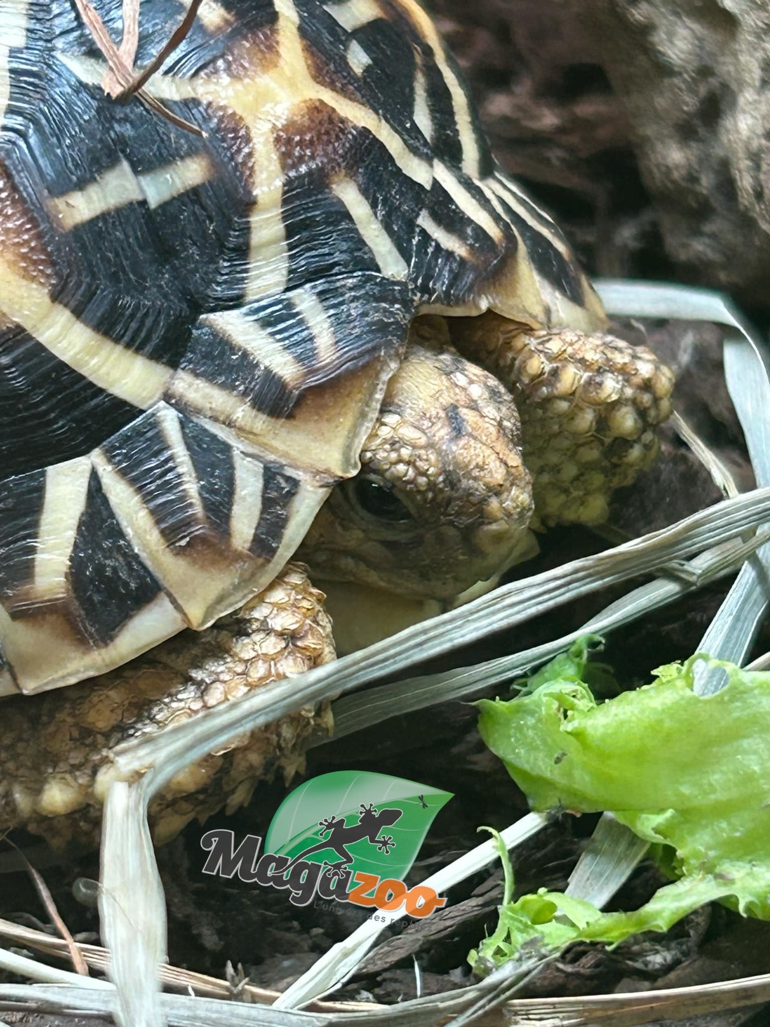 Magazoo Baby India star tortoise