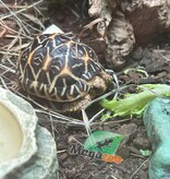 Magazoo Baby India star tortoise