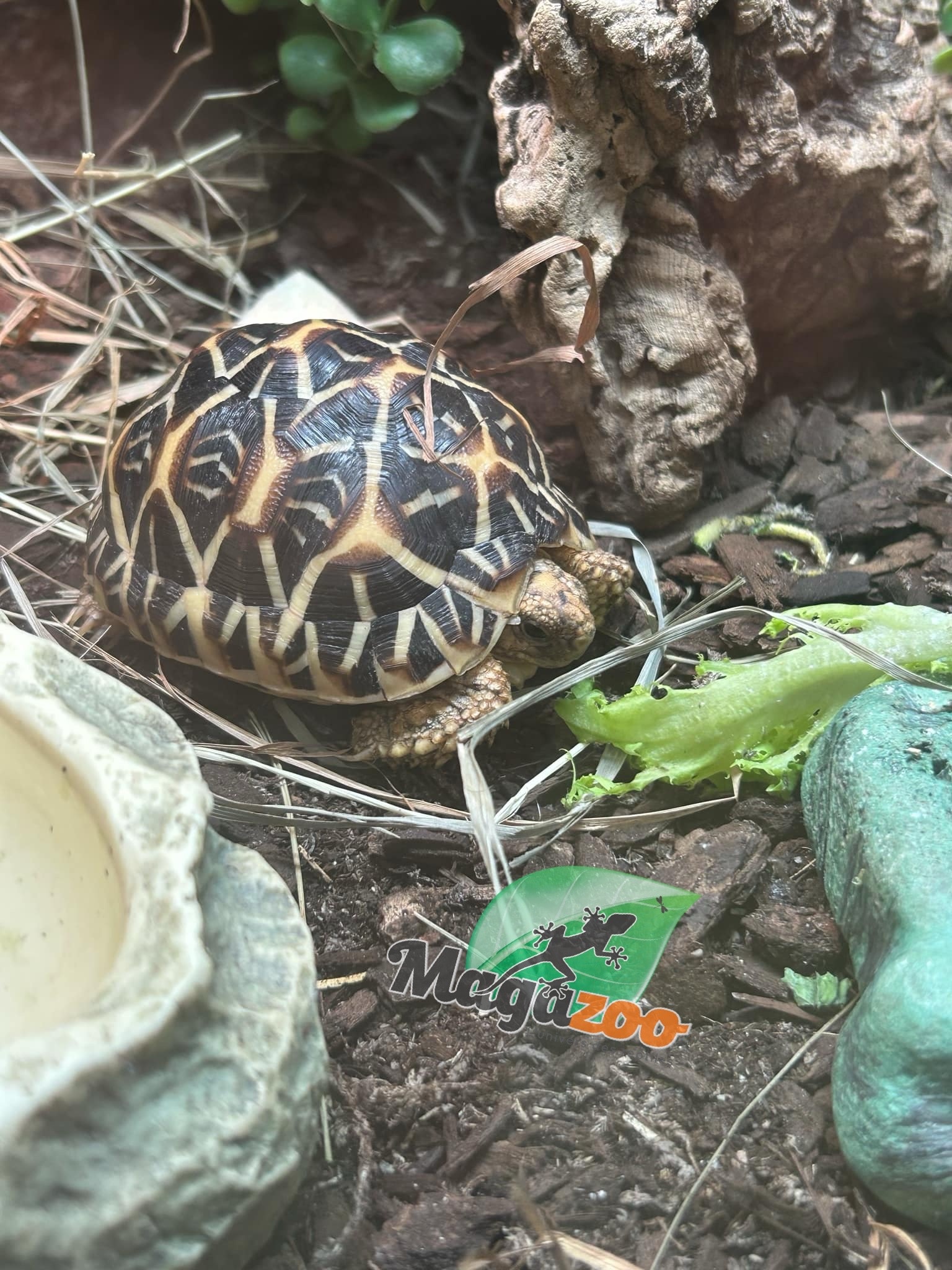 Magazoo Baby India star tortoise