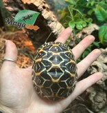 Magazoo Baby India star tortoise