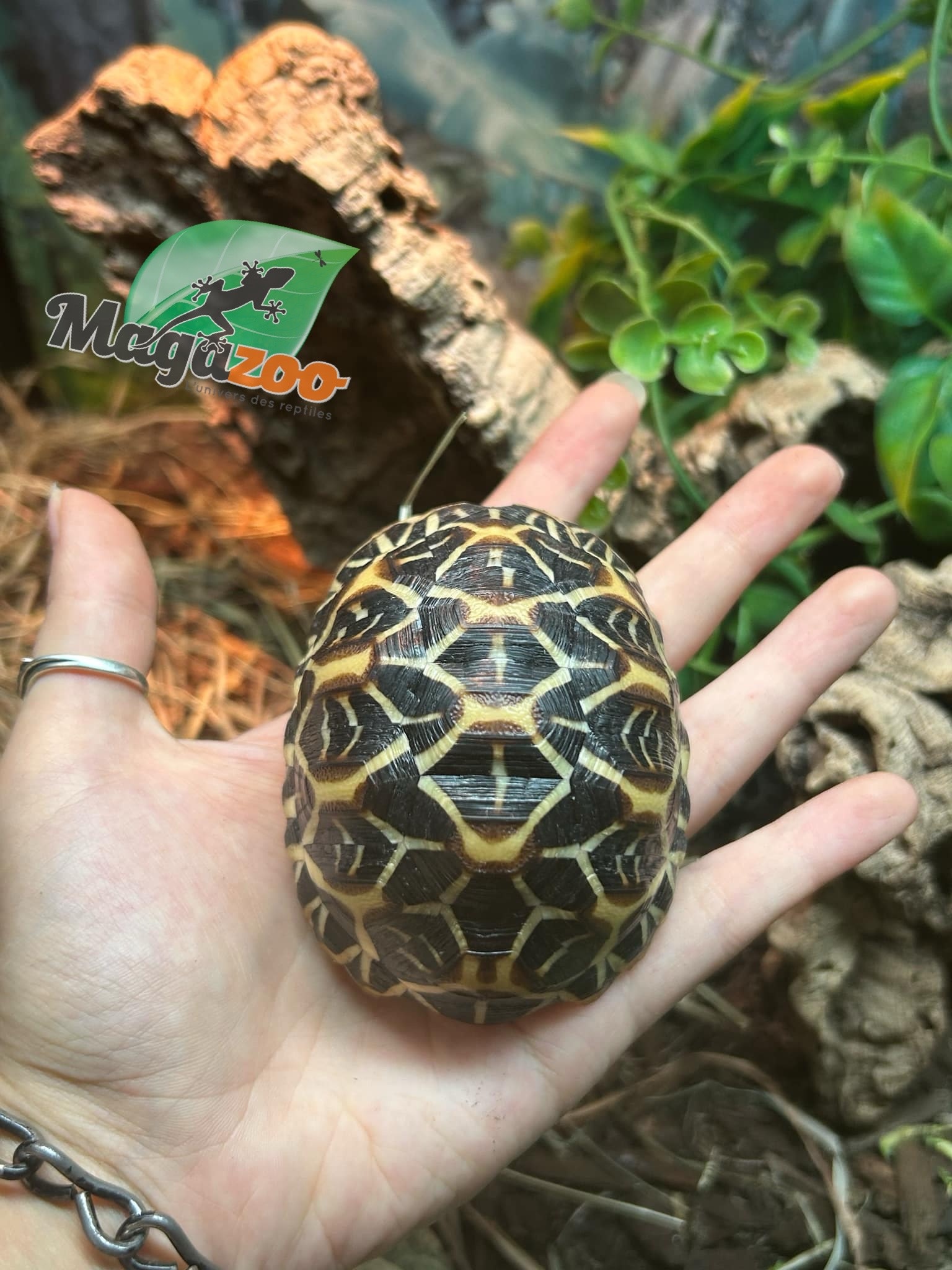 Magazoo Baby India star tortoise