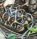 Magazoo Baby India star tortoise