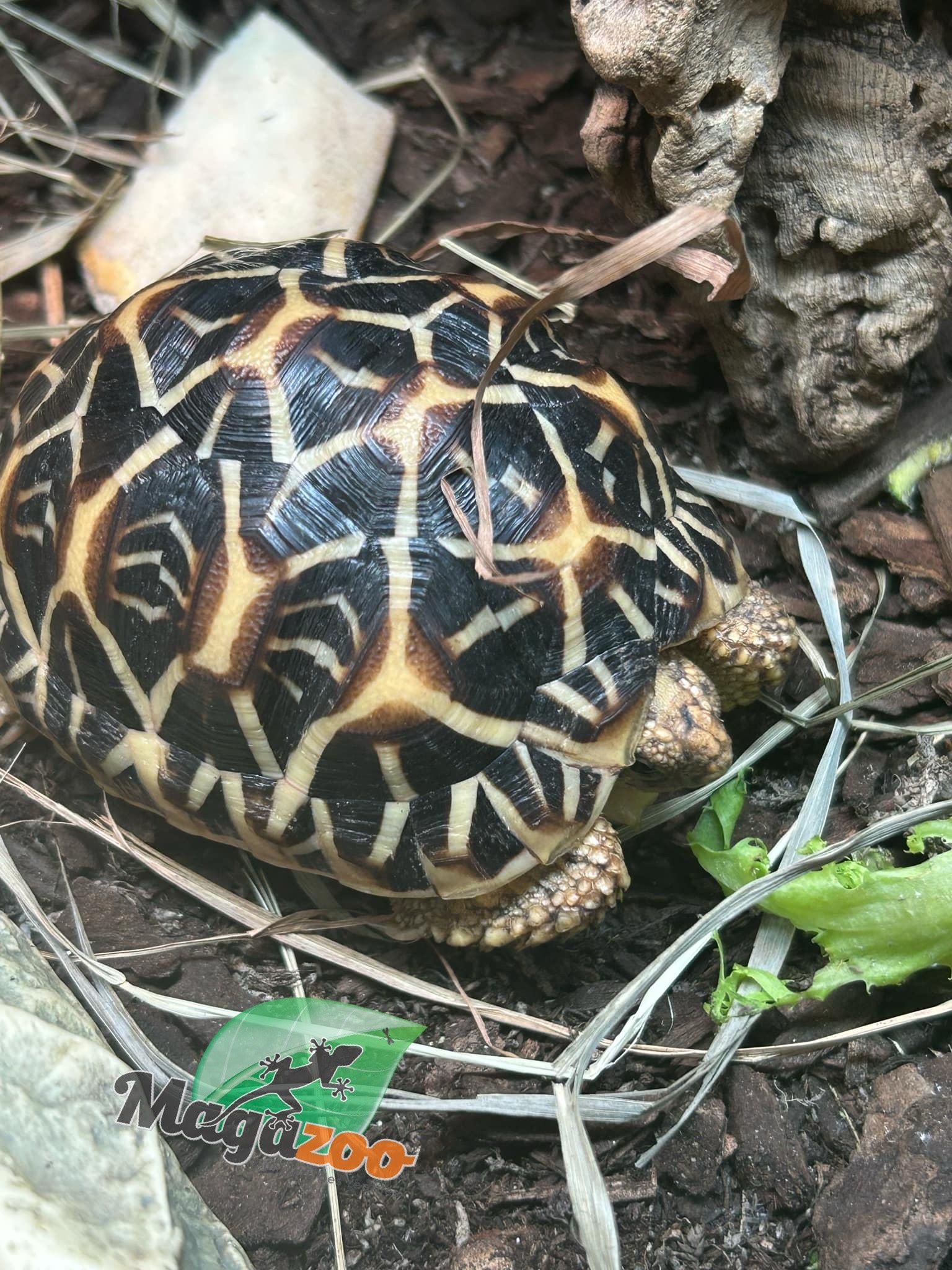 Magazoo Baby India star tortoise