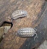 La Swamp Cloporte - Isopods ISO-NAS-WT-15 Armadillidium Nasatum Wild type 15+