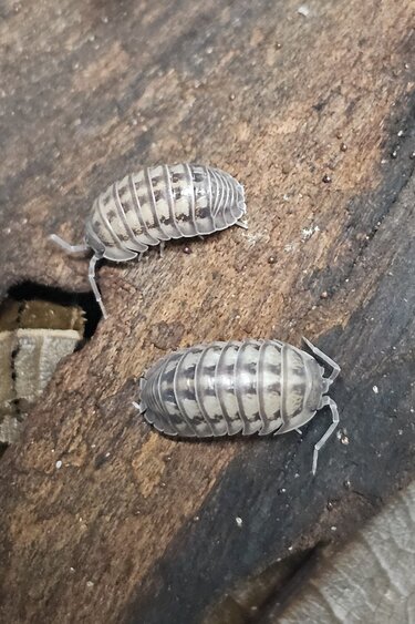 La Swamp Woodhouse culture-Isopods Armadillidium Nasatum Wild type 15+