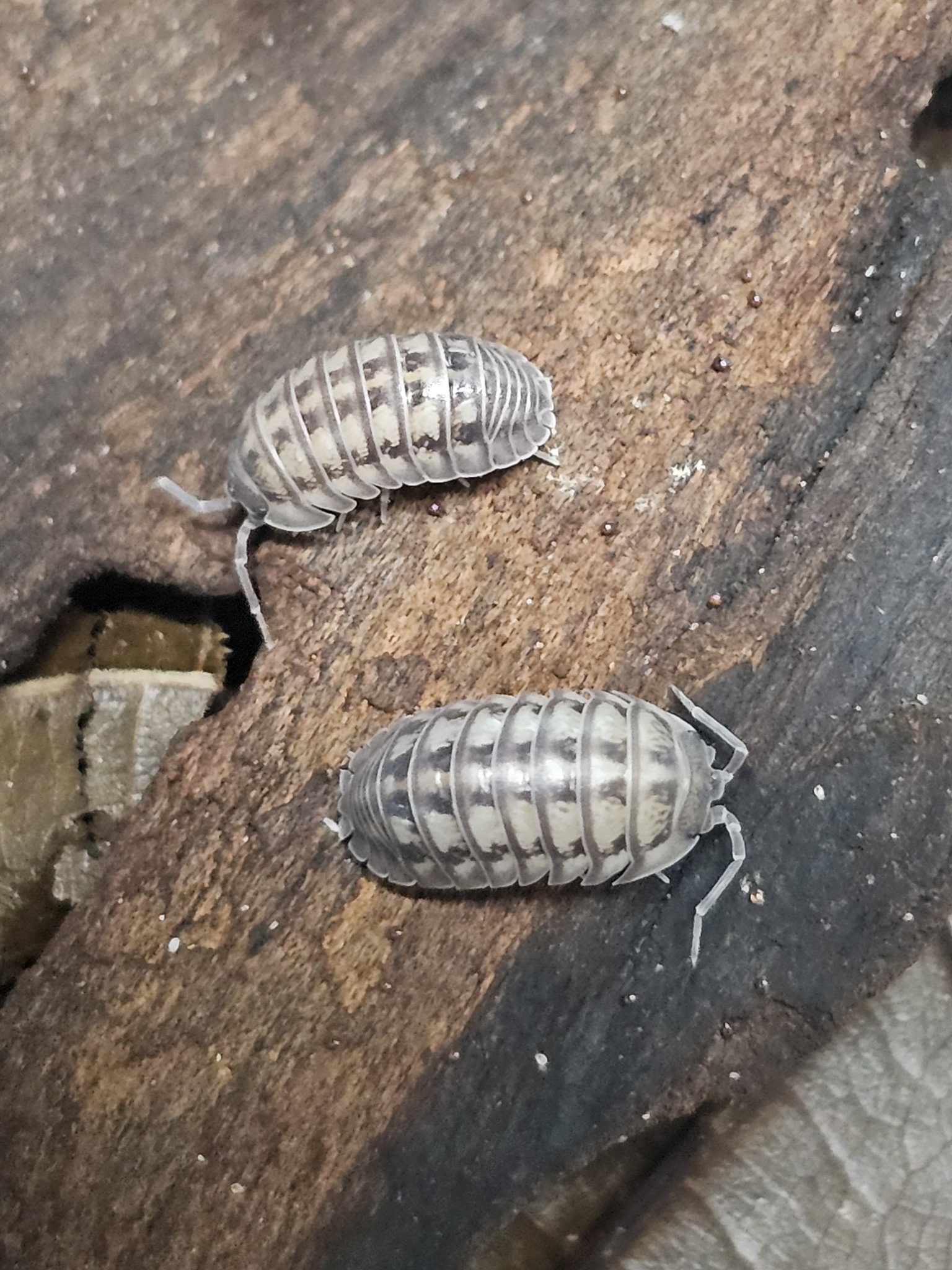 La Swamp Woodhouse culture-Isopods Armadillidium Nasatum Wild type 15+