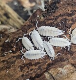 La Swamp Cloporte - Isopods ISO-PRU-WHT-15 P. Pruisnosus White out 15+