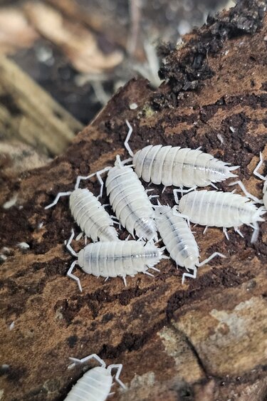 La Swamp Cloporte - Isopods ISO-PRU-WHT-15 P. Pruisnosus White out 15+