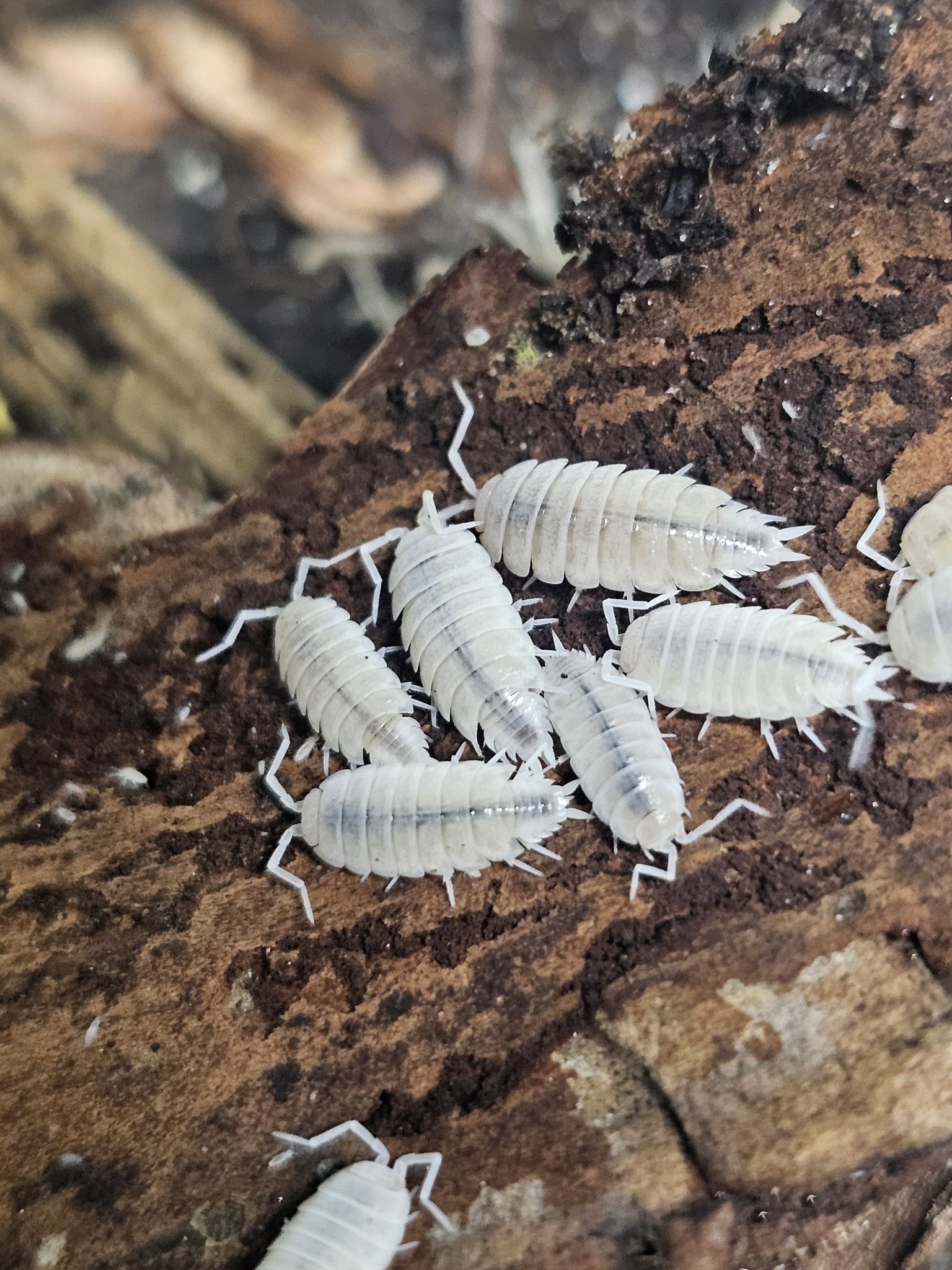 La Swamp Cloporte - Isopods ISO-PRU-WHT-15 P. Pruisnosus White out 15+