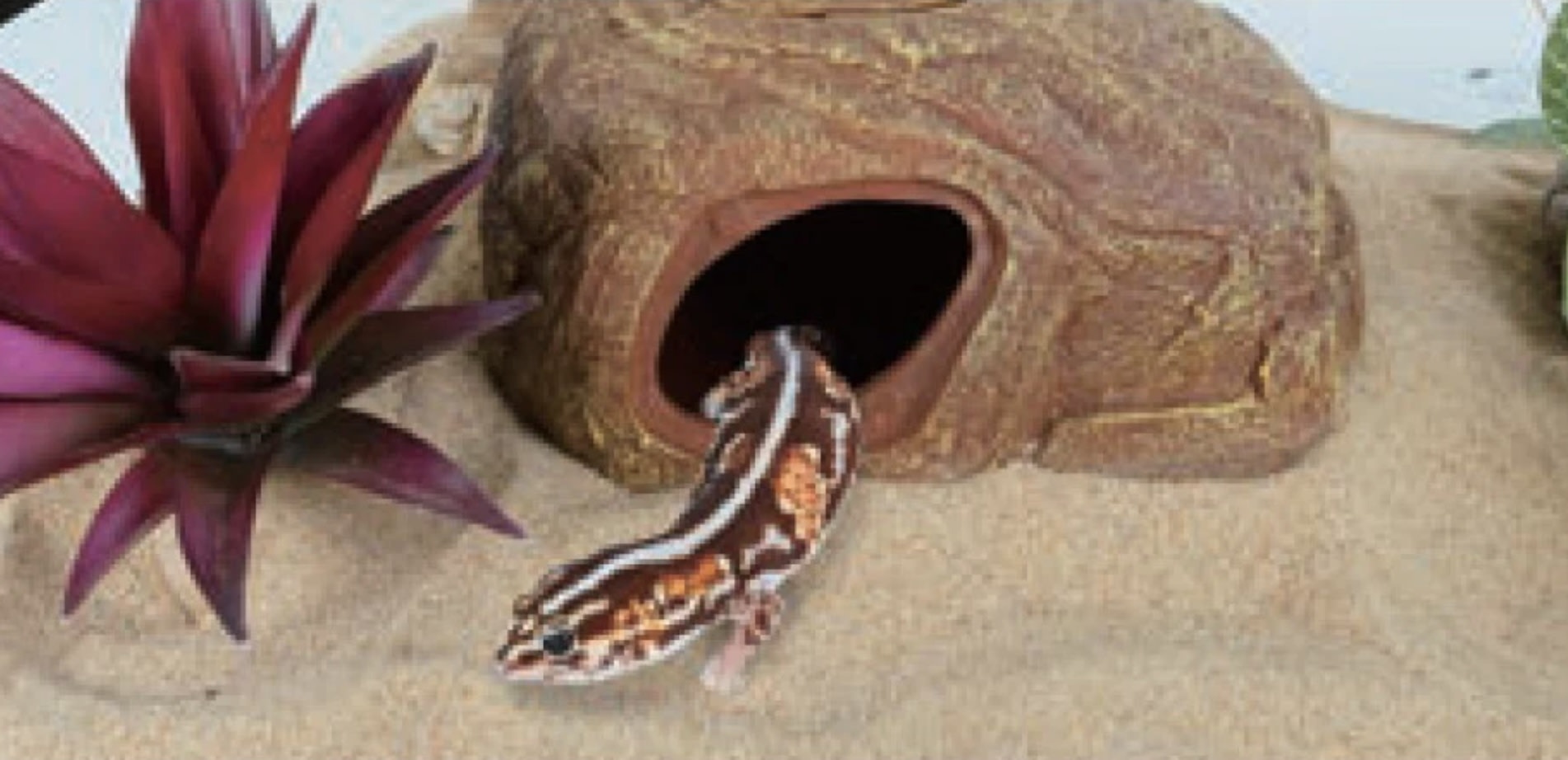 ReptiZoo REPTIZOO RZ-EHR36 Cachette multifonction à 2 trous