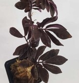 La Swamp Plante Solanum Uleanum