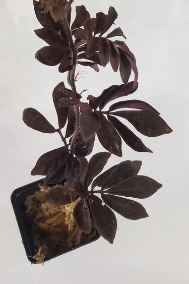 La Swamp Plante Solanum Uleanum