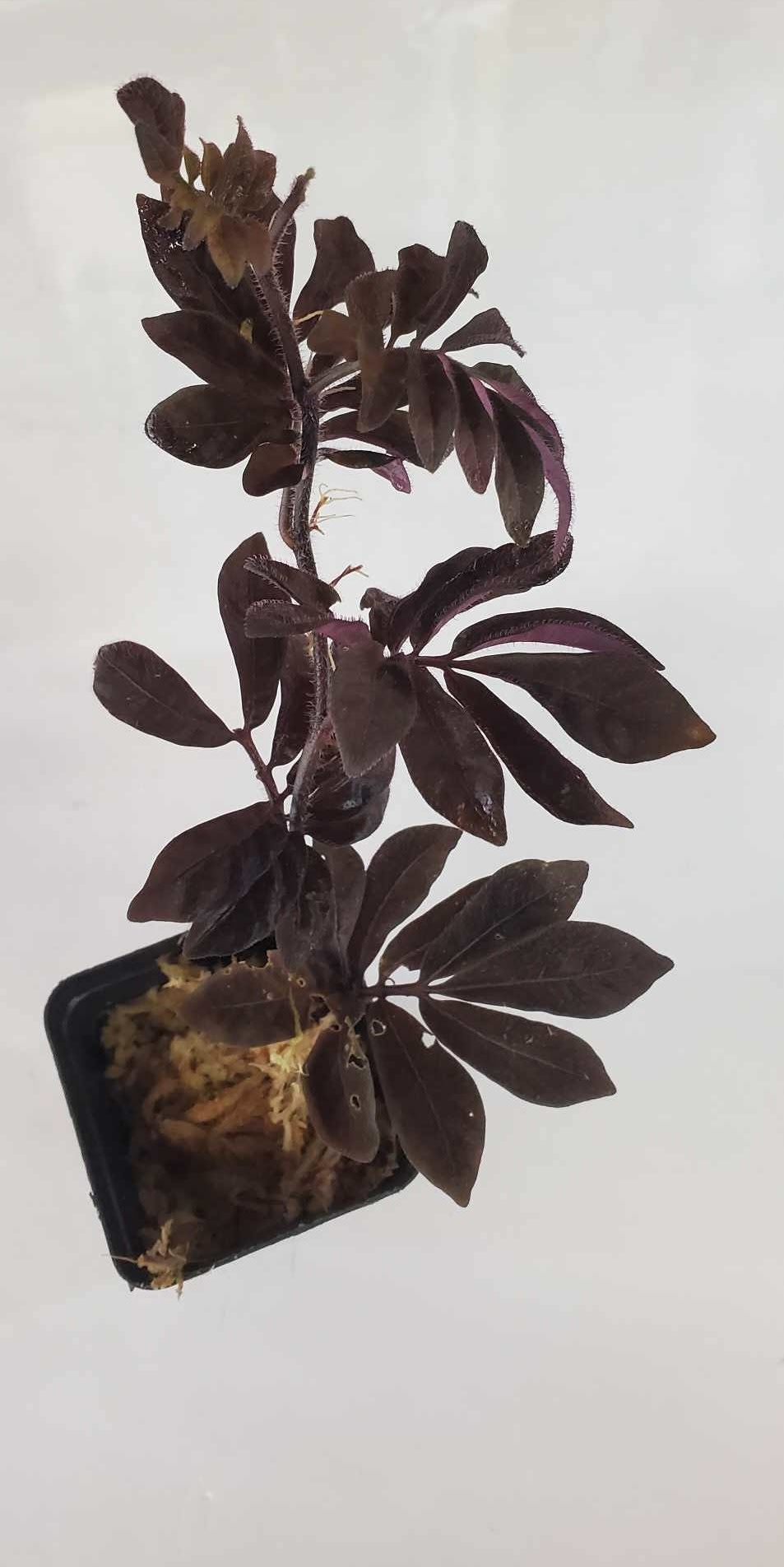 La Swamp Plante Solanum Uleanum