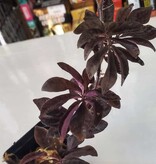 La Swamp Solanum Uleanum Plant