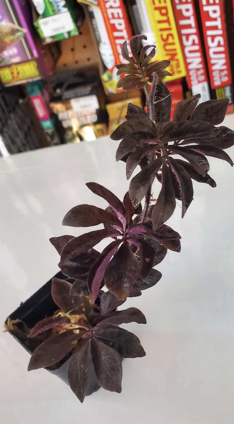 La Swamp Plante Solanum Uleanum