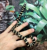 Magazoo Banded California King Snake Baby Male