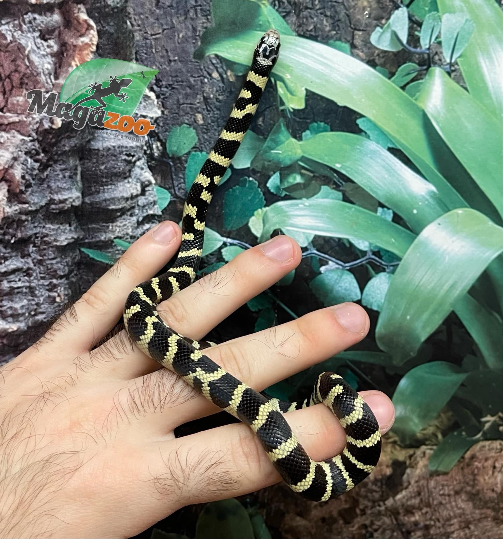 Magazoo Banded California King Snake Baby Male