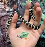 Magazoo Banded California King Snake Baby Male