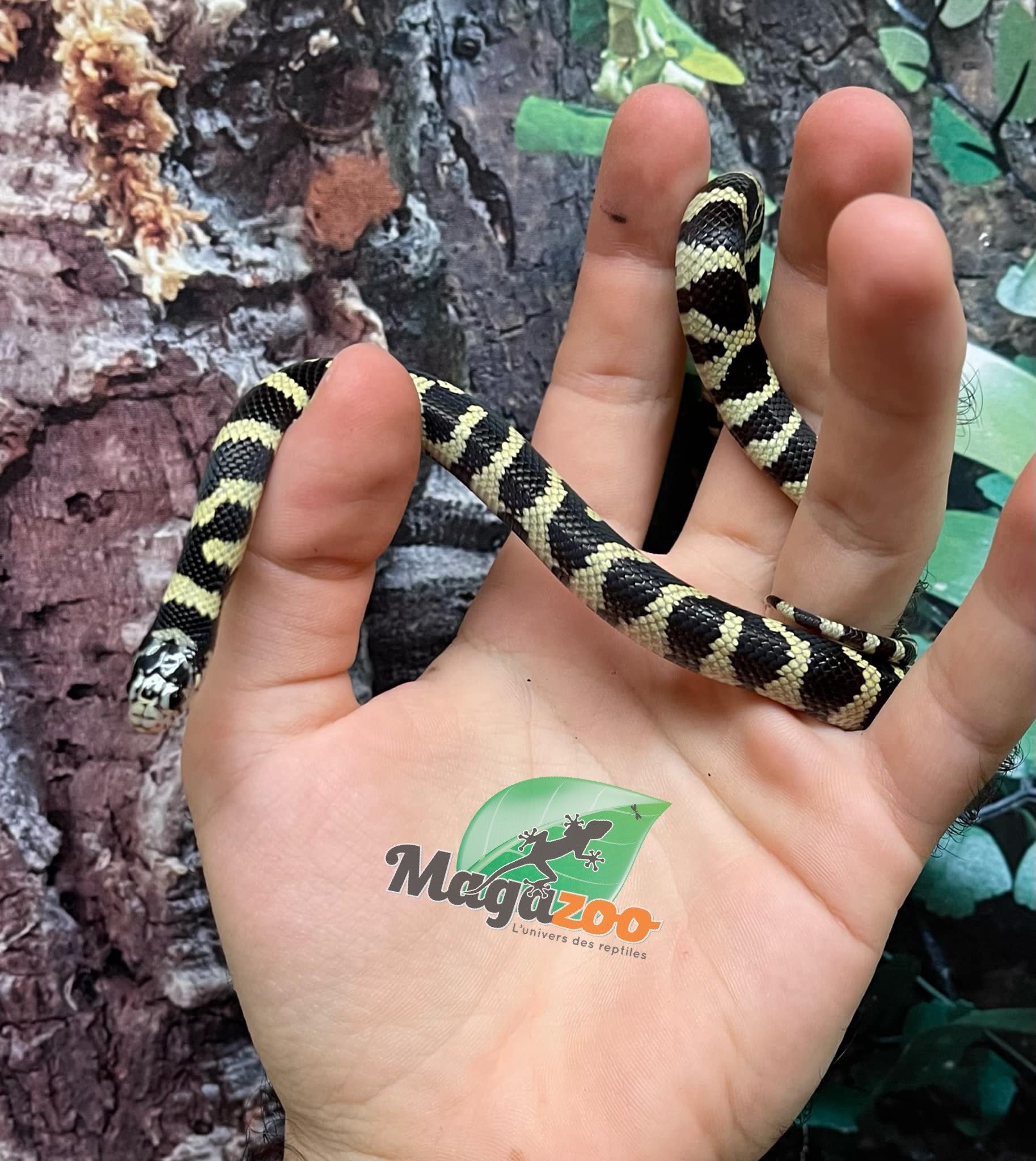 Magazoo Banded California King Snake Baby Male