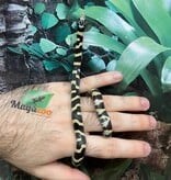 Magazoo Banded California King Snake Baby Male