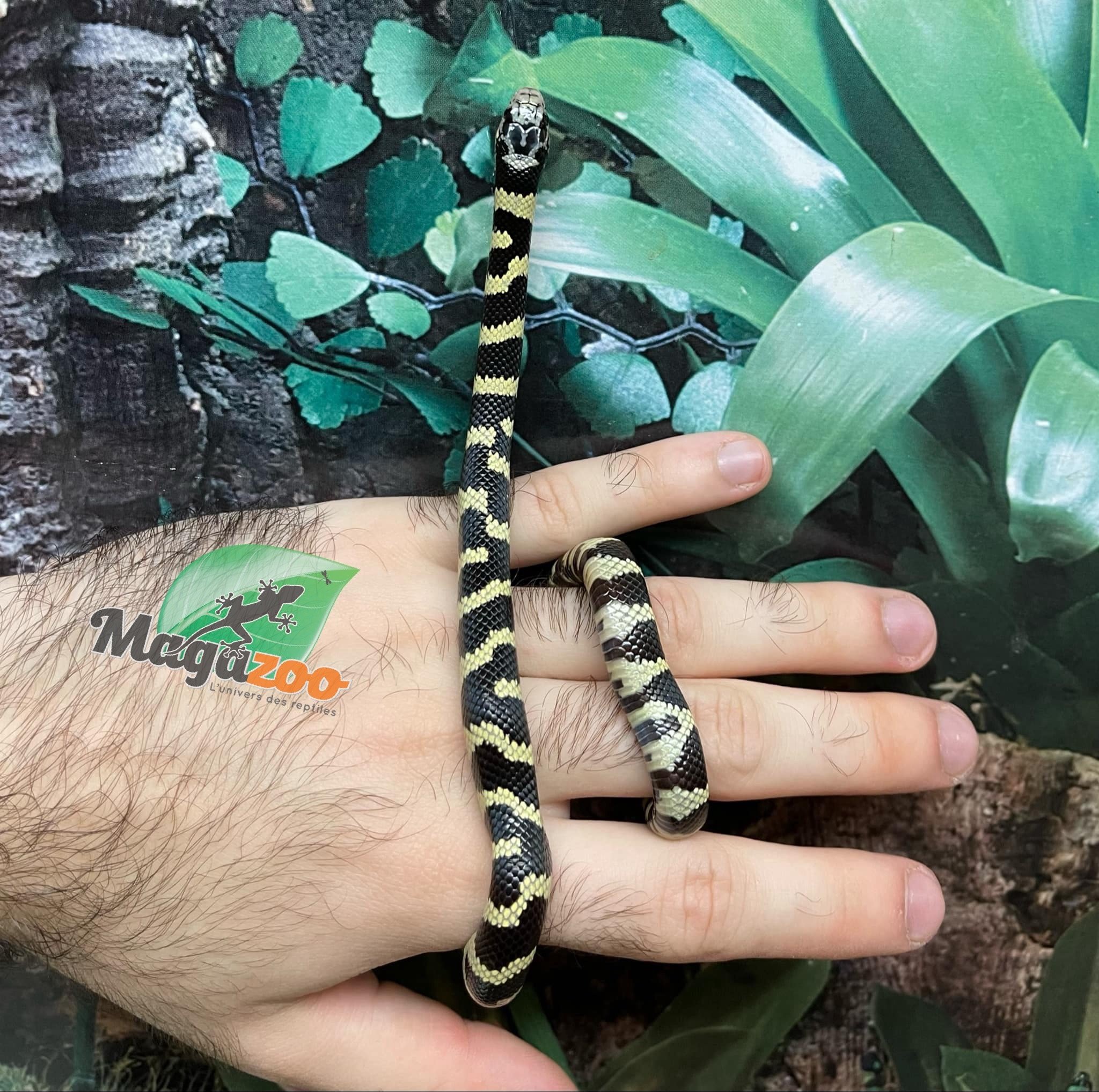 Magazoo Banded California King Snake Baby Male