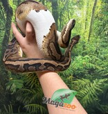 Magazoo Piedball adult female Ball python  #1 / Adoption - 2nd chance