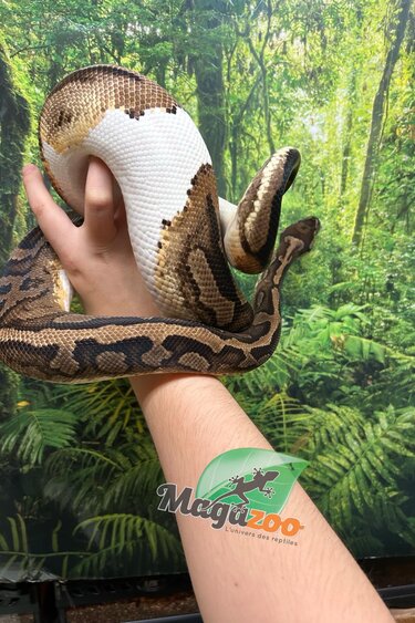 Magazoo Python royal piedball  #1 Femelle adulte / Adoption - 2ième chance