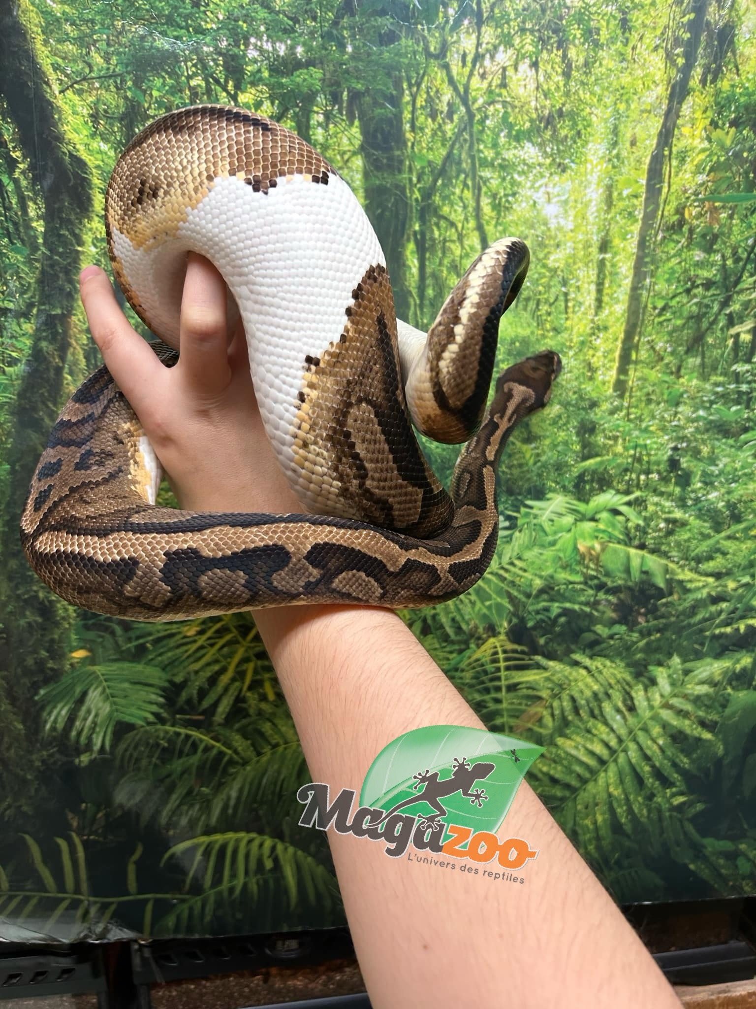 Magazoo Python royal piedball  #1 Femelle adulte / Adoption - 2ième chance