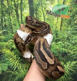 Magazoo Piedball adult female Ball python  #1 / Adoption - 2nd chance