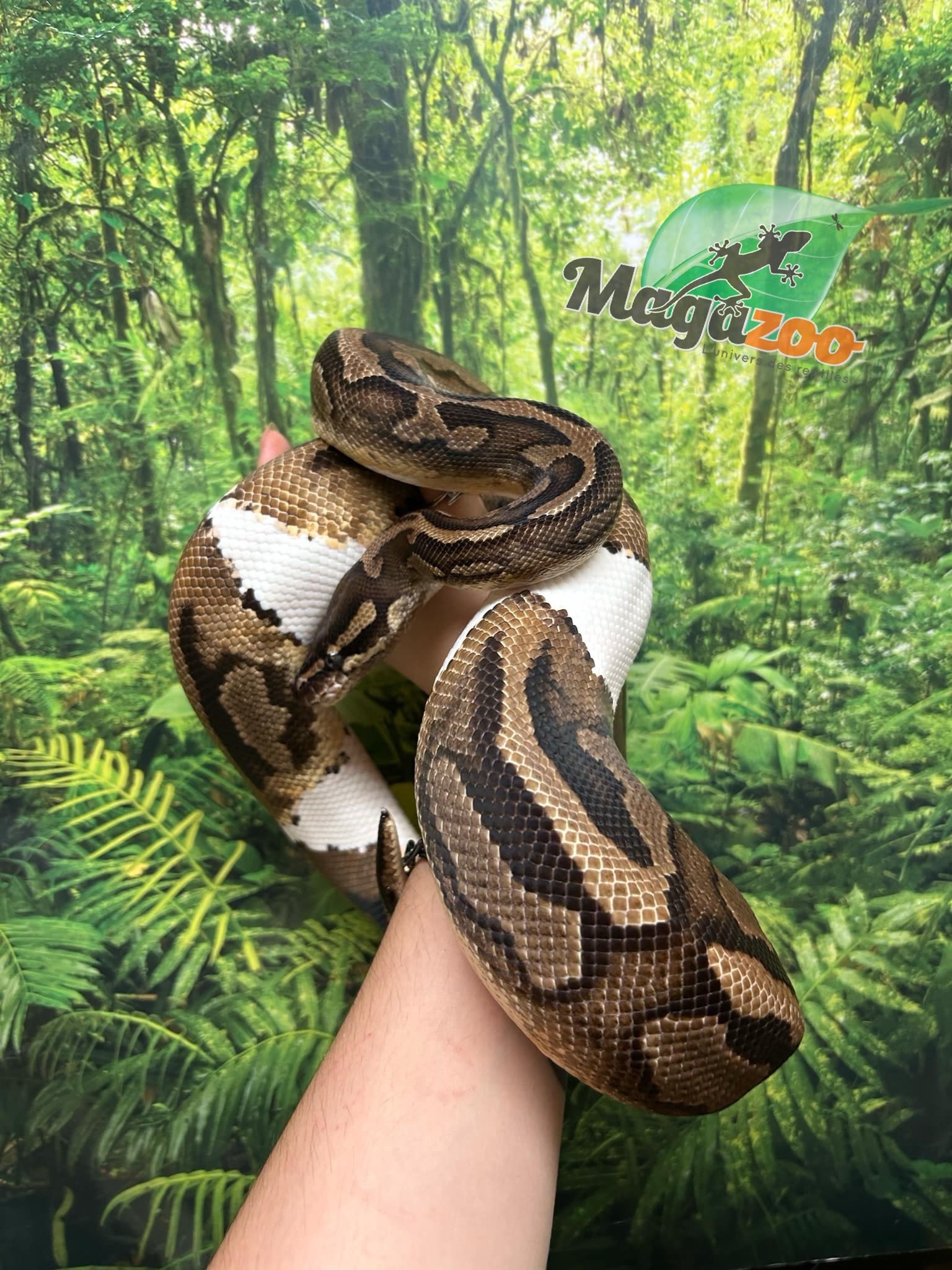 Magazoo Python royal piedball  #1 Femelle adulte / Adoption - 2ième chance