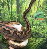 Magazoo Piedball adult female Ball python  #1 / Adoption - 2nd chance