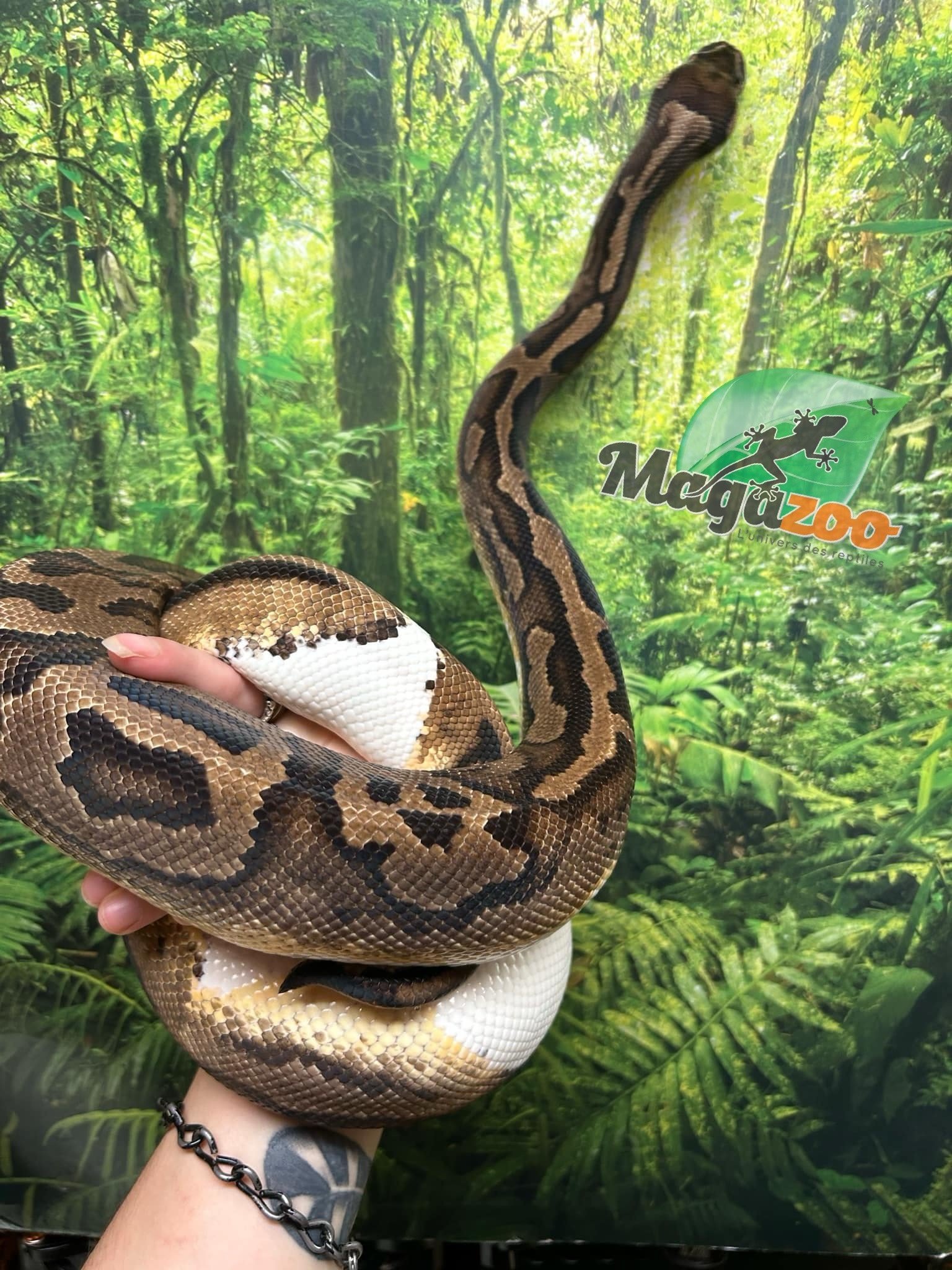 Magazoo Python royal piedball  #1 Femelle adulte / Adoption - 2ième chance