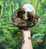 Magazoo Piedball adult female Ball python  #1 / Adoption - 2nd chance