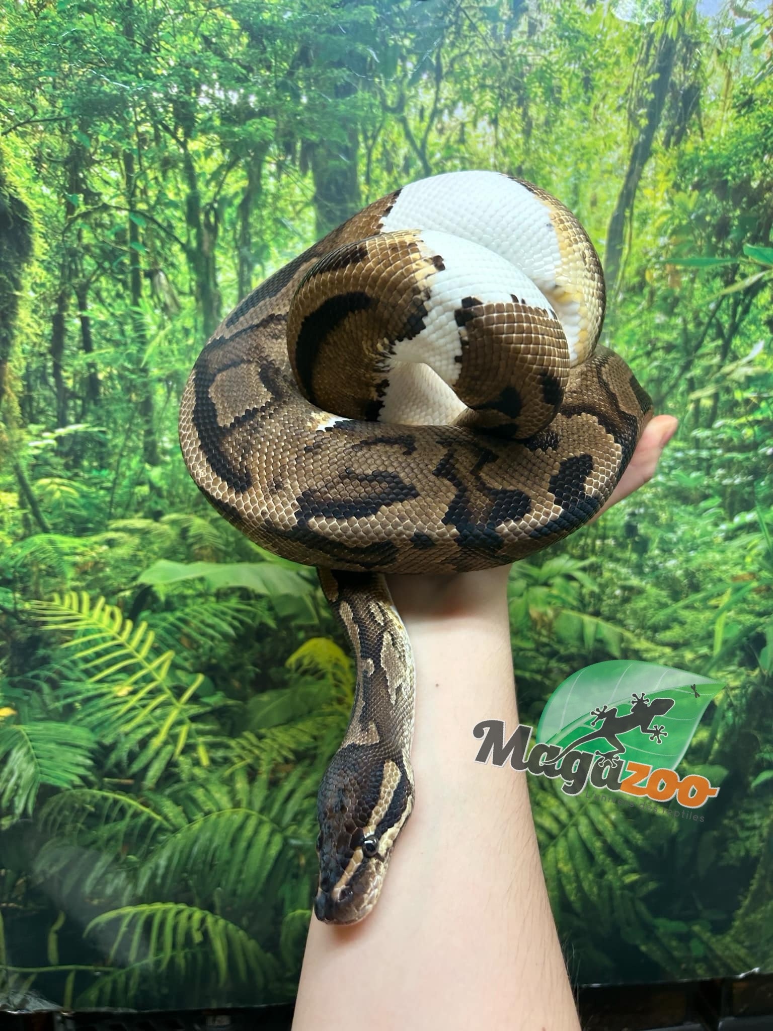 Magazoo Python royal piedball  #1 Femelle adulte / Adoption - 2ième chance