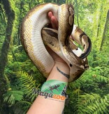 Magazoo Python royal piedball  #1 Femelle adulte / Adoption - 2ième chance