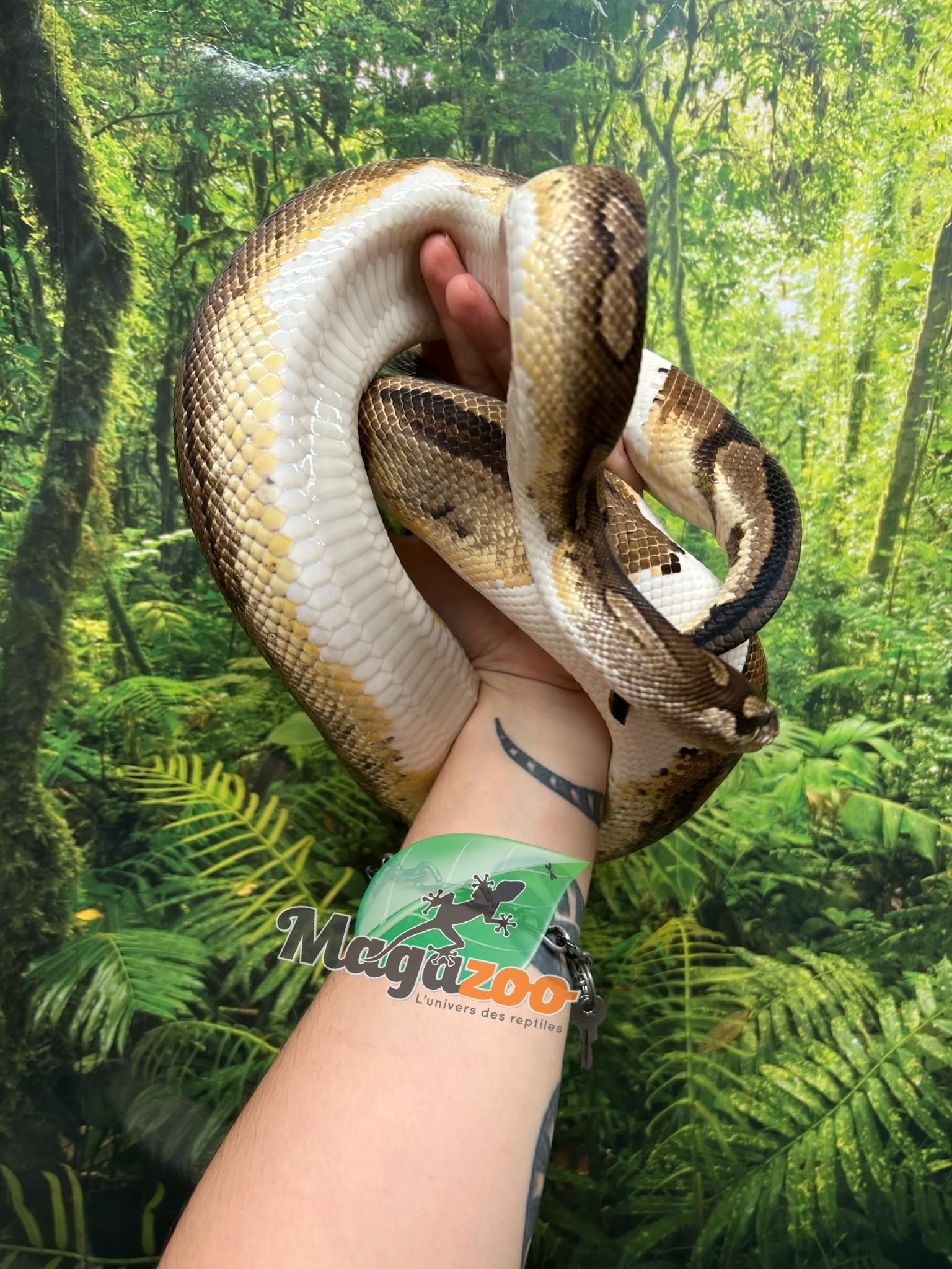 Magazoo Python royal piedball  #1 Femelle adulte / Adoption - 2ième chance