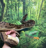 Magazoo Piedball adult female Ball python  #1 / Adoption - 2nd chance