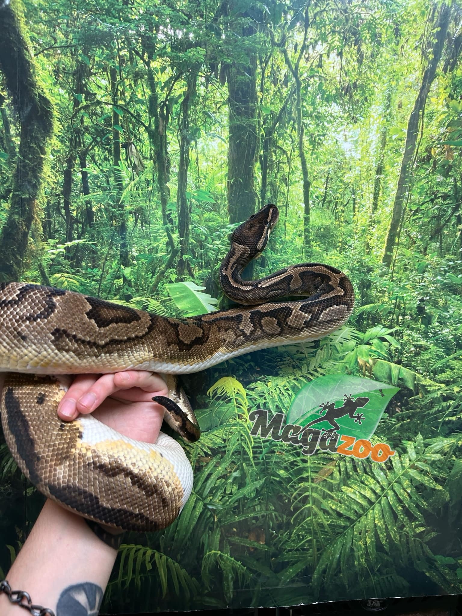 Magazoo Piedball adult female Ball python  #1 / Adoption - 2nd chance