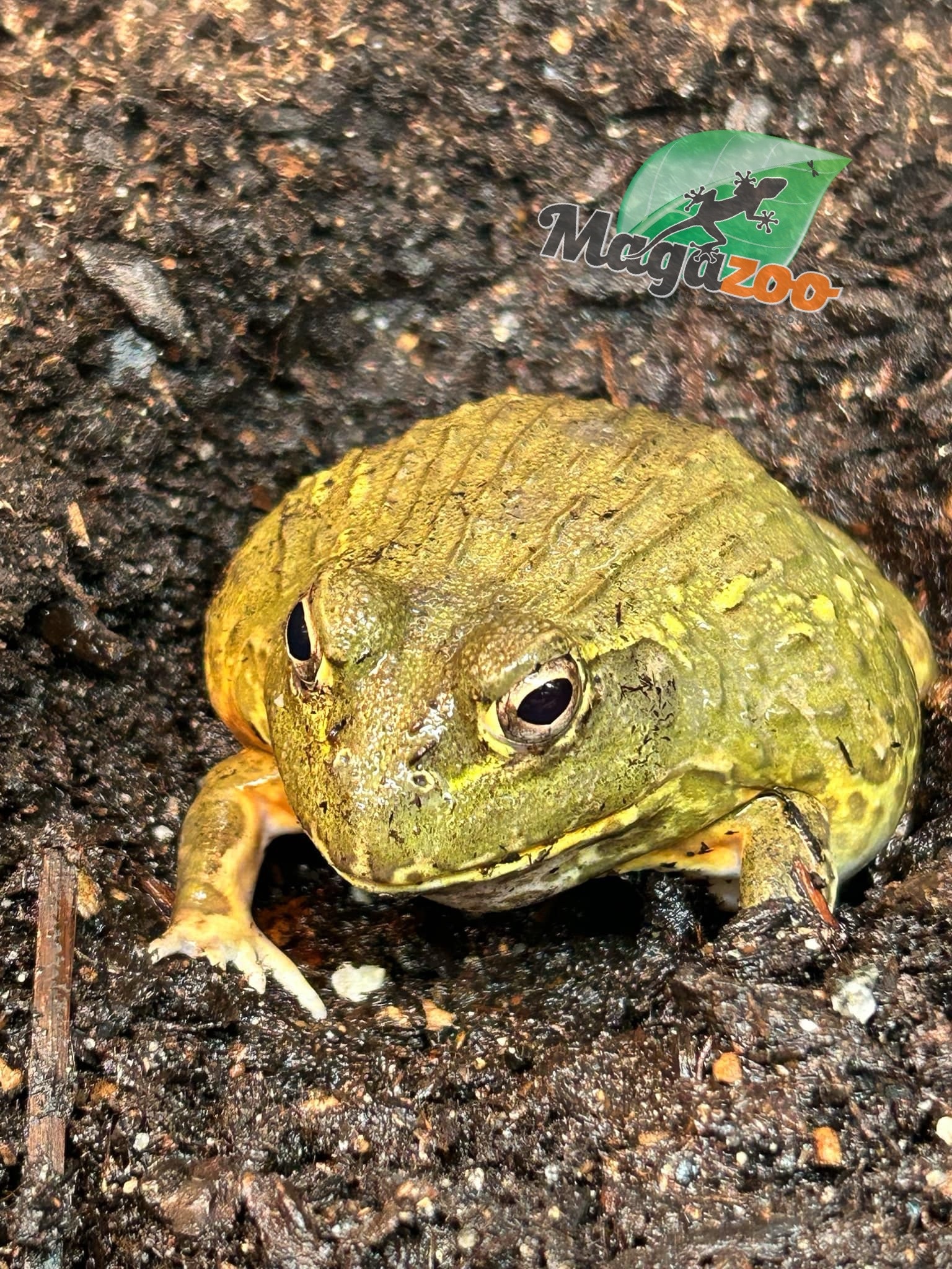 Magazoo Giant African Bullfrog #1 (Pixie) female