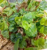 La Swamp Ficus Pumila Curly Plant