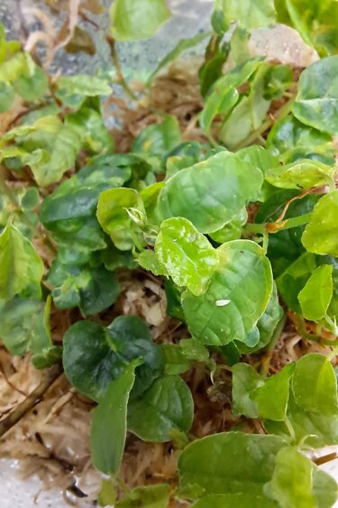 La Swamp Ficus Pumila Curly Plant