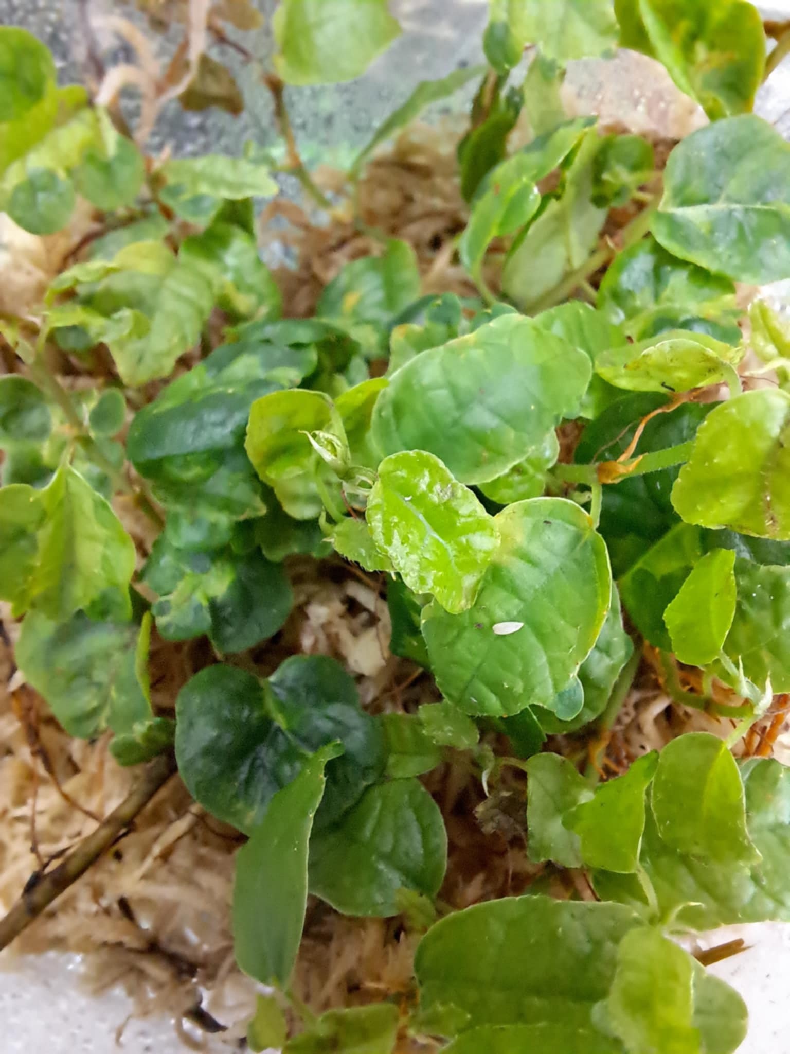 La Swamp Plante  Ficus Pumila Curly